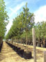 Acer campestre Elsrijk 18-20cm girth