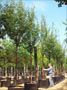 Prunus serrula 20-25-30cm girth