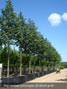 Tilia cordata Greenspire 50-60cm girth semi mature trees