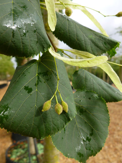 Tilia Cordata - Small leaved Lime / Small leaved Linden