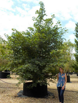 Styrax japonicus 3.0-3.5m Umbrella