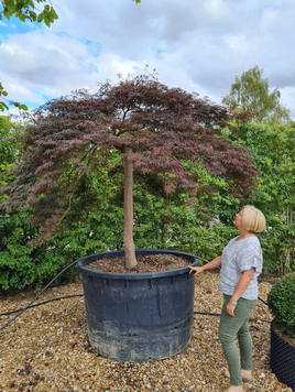 Styrax japonicus 3.0-3.5m Umbrella