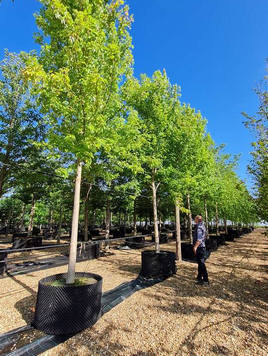 Styrax japonicus 3.0-3.5m Umbrella