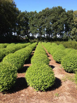 Styrax japonicus 3.0-3.5m Umbrella