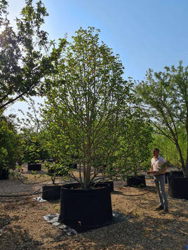 Styrax japonicus 3.0-3.5m Umbrella