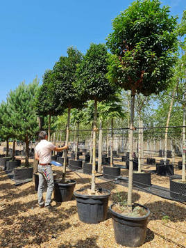 Styrax japonicus 3.0-3.5m Umbrella