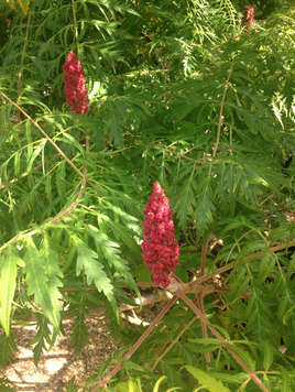 Rhus typhina Dissecta foliage and flower