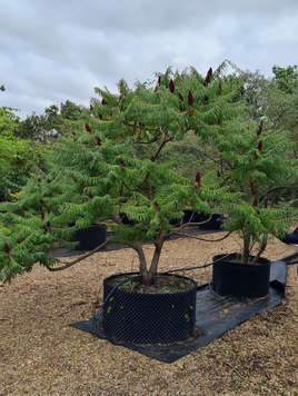 Rhus typhina Dissecta multistem 250-300cm _83