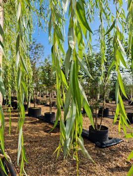 Styrax japonicus 3.0-3.5m Umbrella