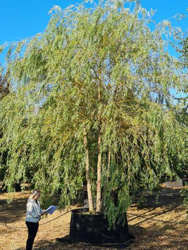 Styrax japonicus 3.0-3.5m Umbrella