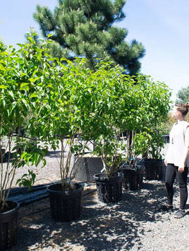 Styrax japonicus 3.0-3.5m Umbrella