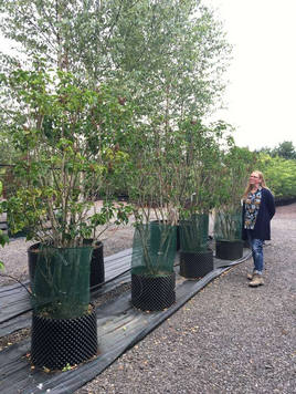 Styrax japonicus 3.0-3.5m Umbrella