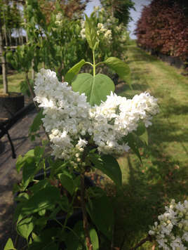 Syringa vulgaris Mme Lemoine