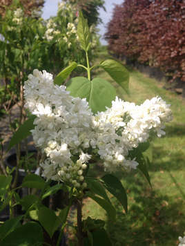 Syringa vulgaris Mme Lemoine