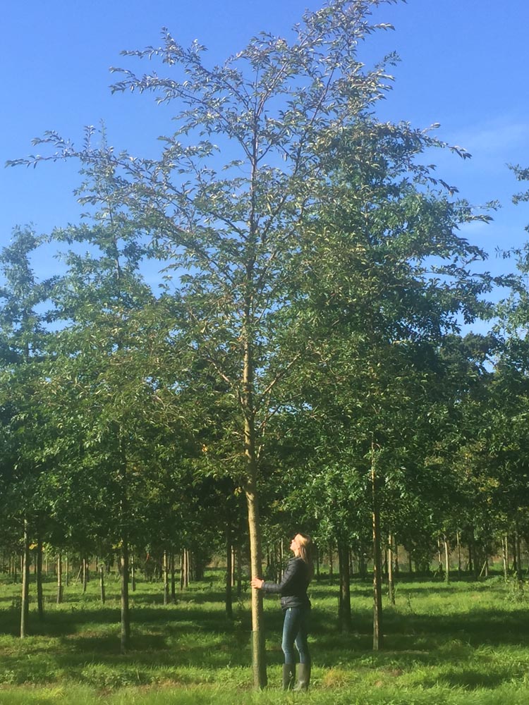 Prunus Subhirtella Autumnalis Winter Flowering Cherry Deepdale Trees